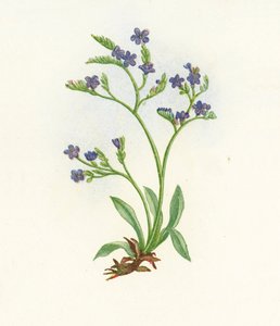 Upright Spiked Sea-Lavender, Statice Binervosa